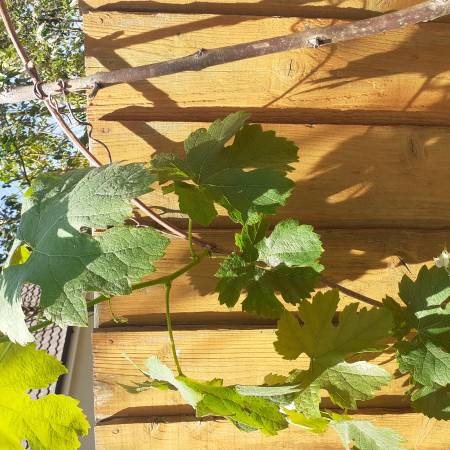 Merlot