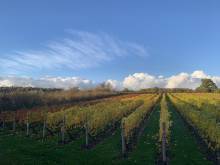 Downsview Vineyard Downsview Vineyard