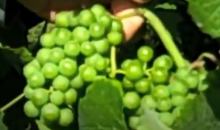 Albarino Albarino