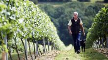 Charles Palmer Vineyards and Wickham Manor B&B 