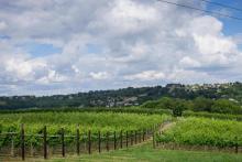 Woodchester Valley Vineyard