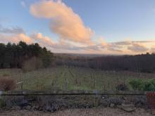 Newnham Park Estate Vineyard Newnham Park Estate Vineyard