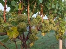 Charles Palmer Vineyards and Wickham Manor B&B 