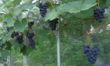 Juodupe grapes in greenhouse