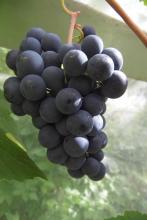 Juodupe grapes in greenhouse