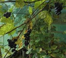 ES 4-14 Kandiyohi in polytunnel