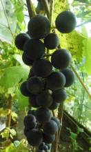 ES 4-14 Kandiyohi in polytunnel