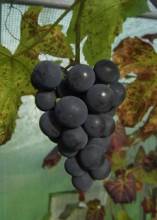 ES 4-14 Kandiyohi in polytunnel