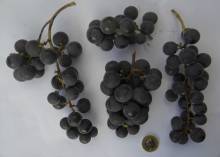 ES 4-14 Kandiyohi in polytunnel