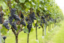 Vineyard, Winery & Distillery Summer Open Day Vineyard, Winery & Distillery Summer Open Day