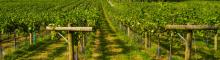 Ancre Hill Vineyard