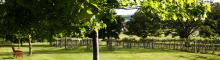 Ancre Hill Vineyard