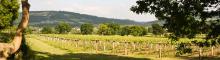 Ancre Hill Vineyard