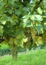 Meadow Grove Vineyard