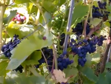 Cabernet Cortis Cabernet Cortis