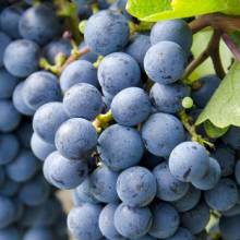 Cabernet Noir Cabernet Noir