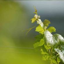 Chartham Vineyard Chartham Vineyard