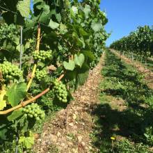 Chartham Vineyard Chartham Vineyard