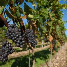 Chartham Vineyard Chartham Vineyard