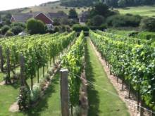 Compton Combe Vineyard