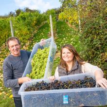 Conwy Vineyard