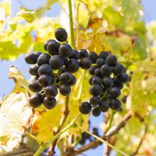 Conwy Vineyard