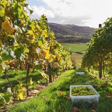 Conwy Vineyard