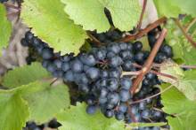 Coombe Hill Vineyard