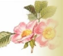 Eglantine Vineyard