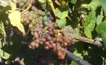 Gewurztraminer Gewurztraminer