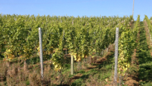 Griffin Farm Vineyard