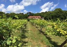 Hale Valley Vineyard