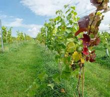 Silver Vineyard Experience (2 people)