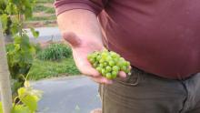 White Castle Vineyard