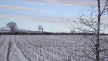White Castle Vineyard