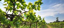 Kerry Vale Vineyard