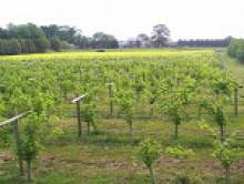 Meadow View Vineyard