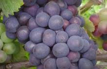 Pinot Meunier