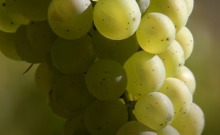 Sauvignac Sauvignac