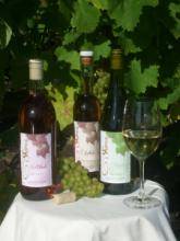 Shires Vineyard Shires Vineyard