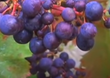 Siegerrebe Siegerrebe