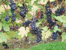 Sunnybank Vineyard and Vine Nursery Sunnybank Vineyard and Vine Nursery