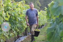 Toby (owner and chief winemaker) at harvest time