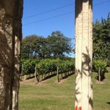 Tonford Manor Vineyard