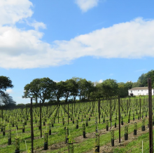 Velfrey Vineyard