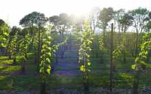 Velfrey Vineyard