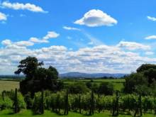 Ten Acres Vineyard