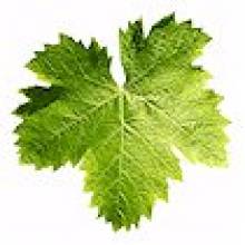 Punchbowl Valley Vineyard