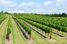 Charles Palmer Vineyards and Wickham Manor B&B 