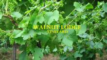 Walnut Lodge Vineyard